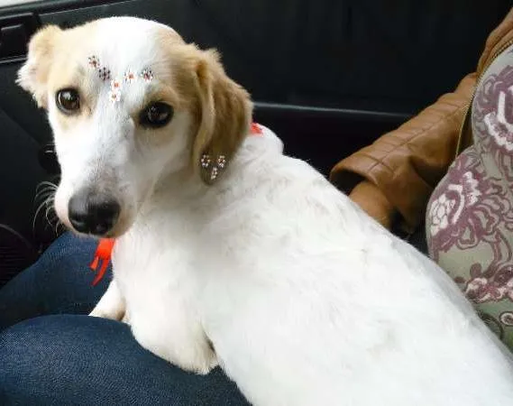 Cachorro ra a SRD idade 3 anos nome Clara