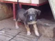 Pugatinha