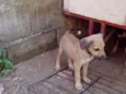 Pugatinha