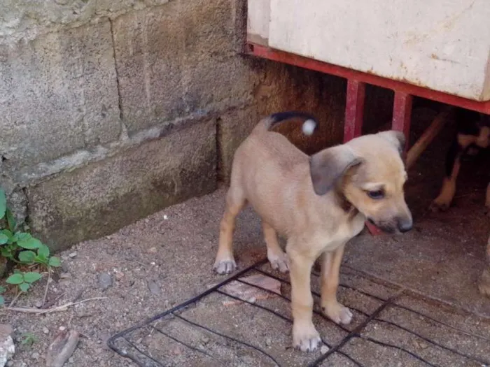 Cachorro raça ... idade 2 a 6 meses nome Pugatinha