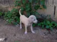 Pugatinha