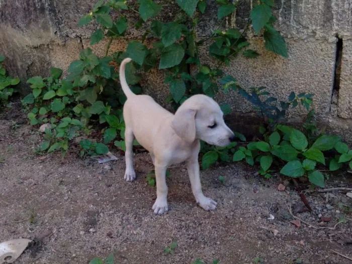 Cachorro raça ... idade 2 a 6 meses nome Pugatinha