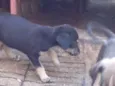 Pugatinha