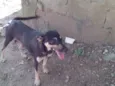 Pugatinha