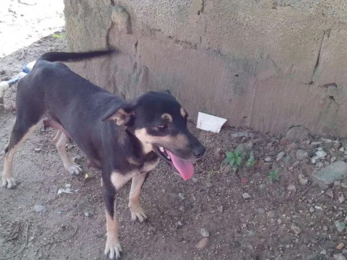 Cachorro raça ... idade 2 a 6 meses nome Pugatinha