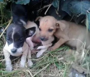 Cachorro raça SRD idade 2 a 6 meses nome Pequeninas