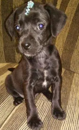 Cachorro ra a sem raça definida idade Abaixo de 2 meses nome Melissa 