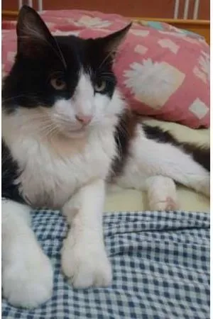 Gato raça SRD idade 4 anos nome Nino