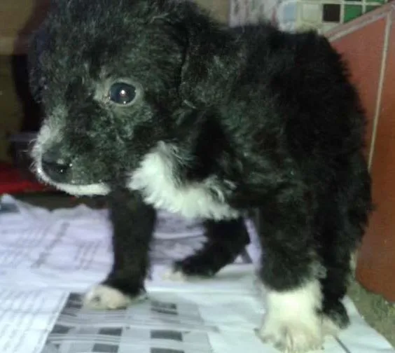 Cachorro ra a Sem Raça idade Abaixo de 2 meses nome Sem Nome