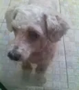 Floquinho