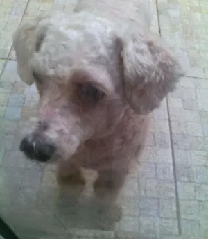 Cachorro raça Poodle idade 2 anos nome Floquinho