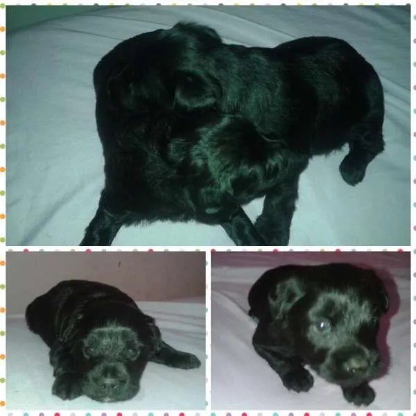 Cachorro ra a SRD idade Abaixo de 2 meses nome sem nome