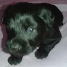 Cachorro ra a SRD idade Abaixo de 2 meses nome sem nome