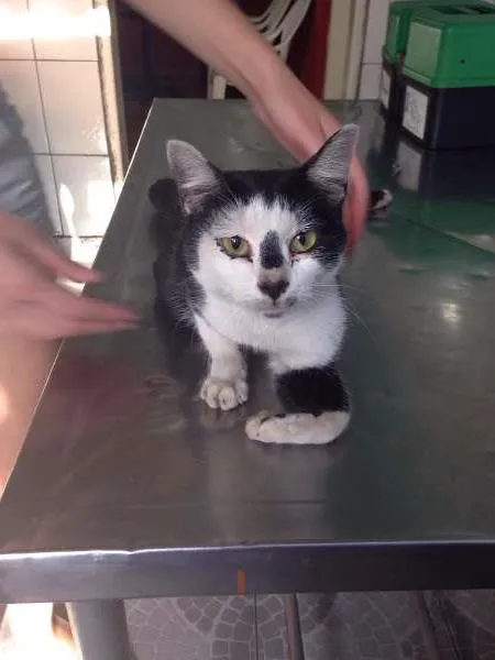 Gato ra a SRD idade 1 ano nome -sem nome ainda-