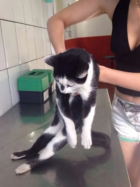 Gato ra a SRD idade 1 ano nome -sem nome ainda-