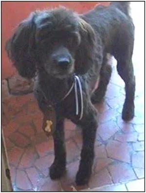 Cachorro raça poodle vira lata idade 6 ou mais anos nome Rick