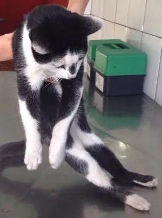 Gato ra a SRD idade 1 ano nome -sem nome ainda-