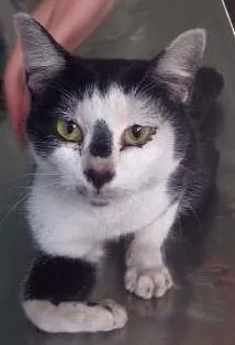 Gato raça SRD idade 1 ano nome -sem nome ainda-