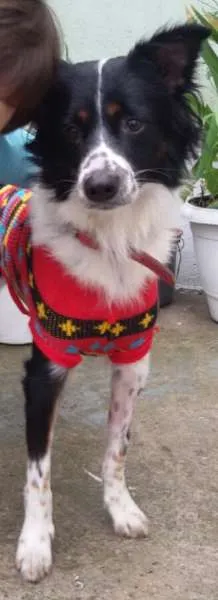 Cachorro ra a VIRA LATA idade 2 anos nome JOAQUIM GRATIFICA