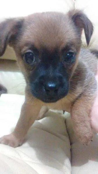 Cachorro ra a SRD idade Abaixo de 2 meses nome Preto