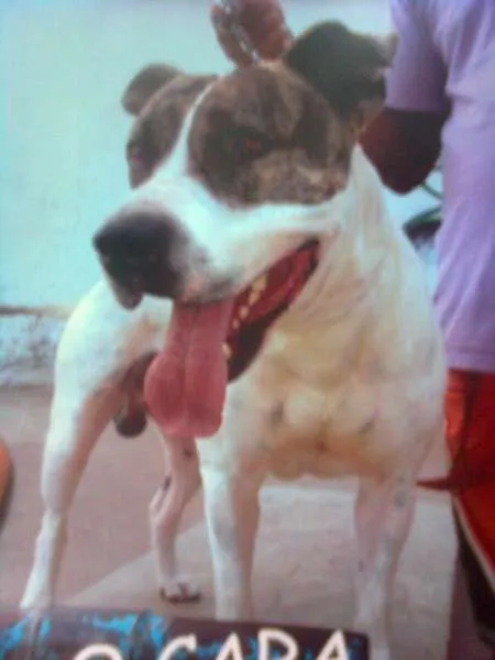 Cachorro ra a Pit-Bull idade 6 ou mais anos nome titã