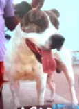 titã