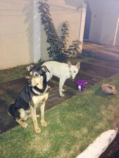 Cachorro ra a  mix de Rot idade 2 anos nome MIX  Rot