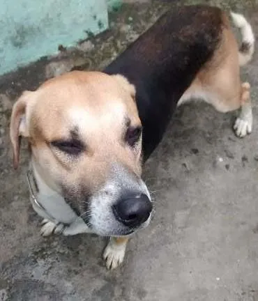 Cachorro ra a Vira lata idade 1 ano nome Zé