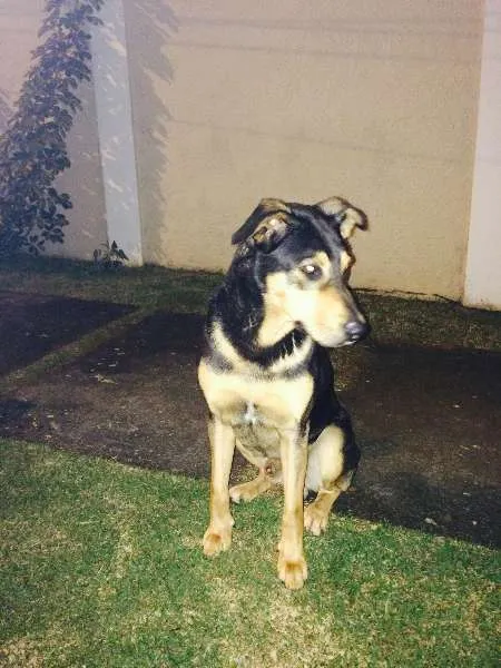 Cachorro ra a  mix de Rot idade 2 anos nome MIX  Rot