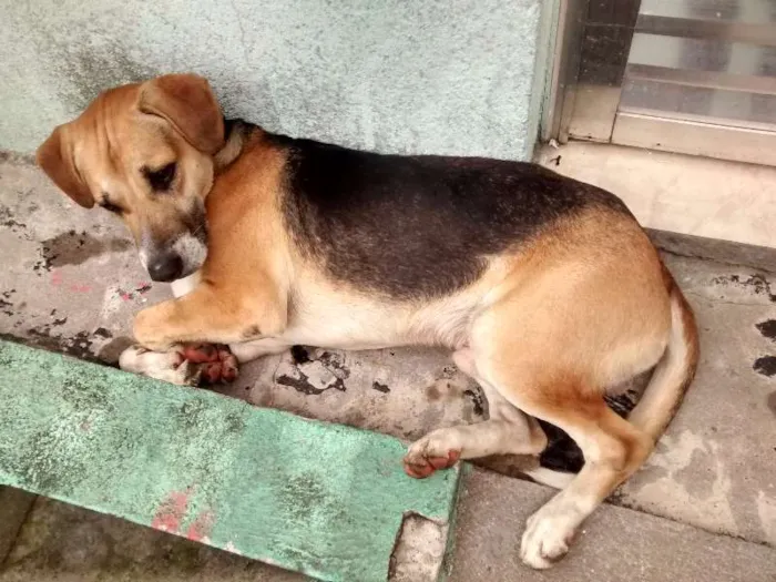 Cachorro ra a Vira lata idade 1 ano nome Zé