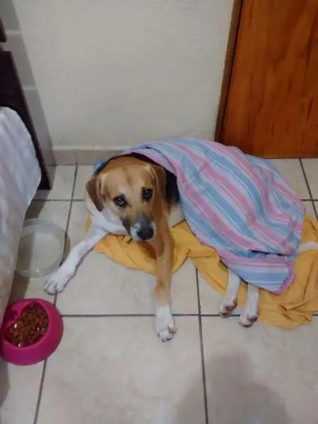 Cachorro ra a Vira lata idade 1 ano nome Zé