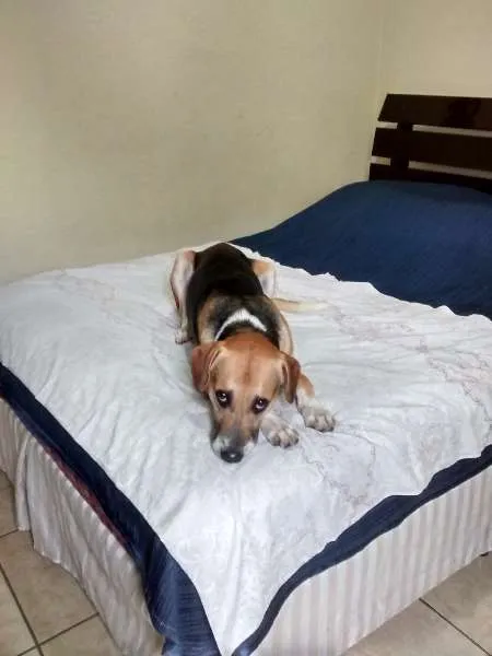 Cachorro ra a Vira lata idade 1 ano nome Zé