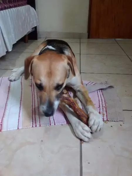 Cachorro ra a Vira lata idade 1 ano nome Zé