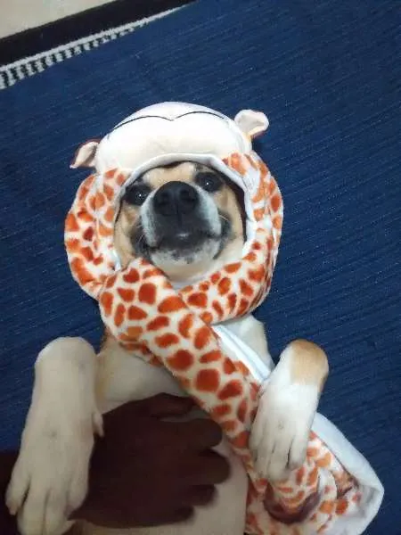 Cachorro ra a Vira lata idade 1 ano nome Zé