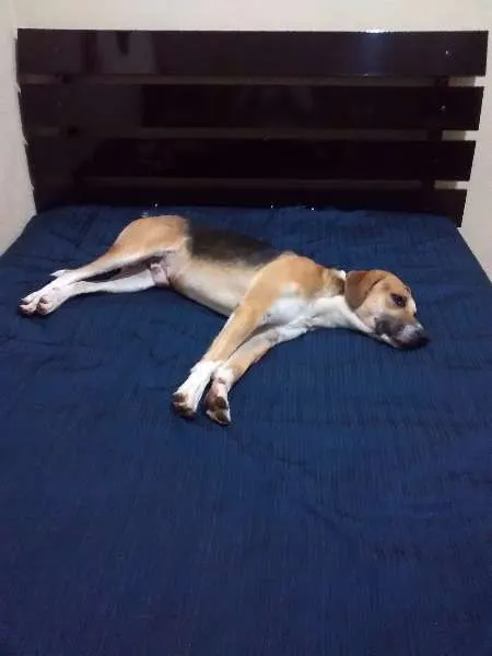 Cachorro ra a Vira lata idade 1 ano nome Zé