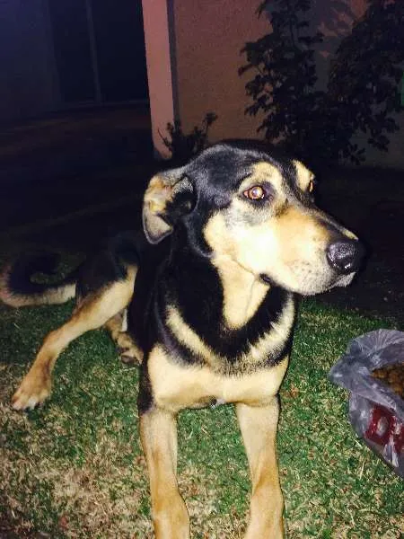 Cachorro ra a  mix de Rot idade 2 anos nome MIX  Rot