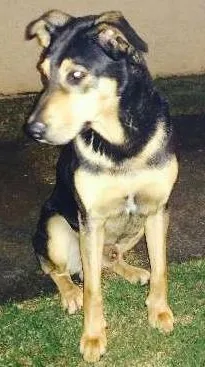 Cachorro ra a  mix de Rot idade 2 anos nome MIX  Rot