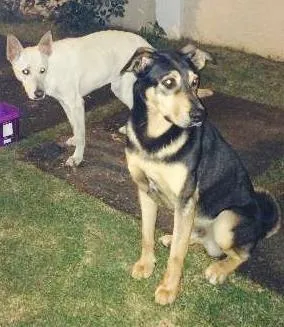 Cachorro raça  mix de Rot idade 2 anos nome MIX  Rot