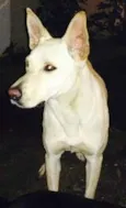 Cachorro raça MIX DE PASTOR idade 1 ano nome MIX DE PASTOR