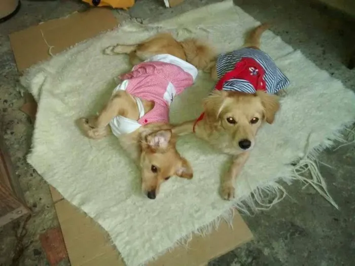 Cachorro ra a SRD idade 7 a 11 meses nome BEBES