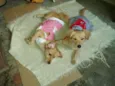 BEBES