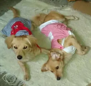Cachorro raça SRD idade 7 a 11 meses nome BEBES