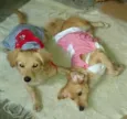 BEBES