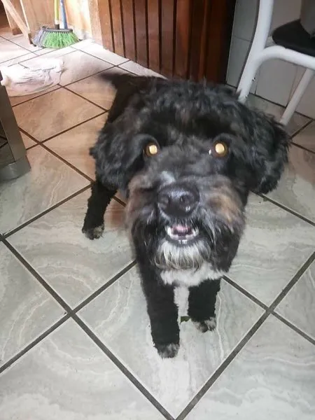 Cachorro ra a Poodle toy idade 2 anos nome Banana