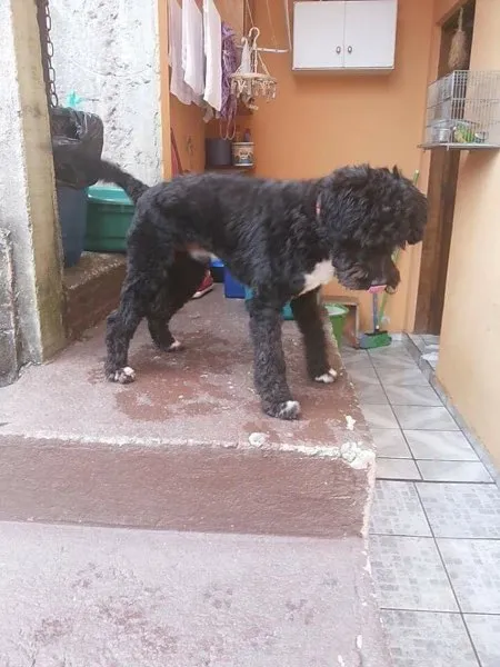 Cachorro ra a Poodle toy idade 2 anos nome Banana