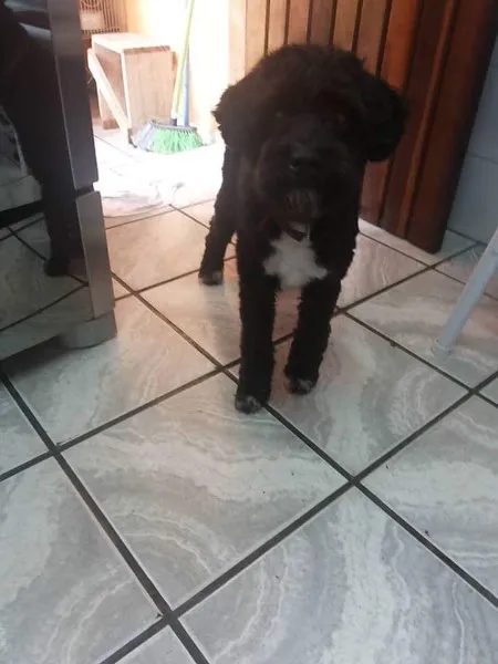 Cachorro ra a Poodle toy idade 2 anos nome Banana