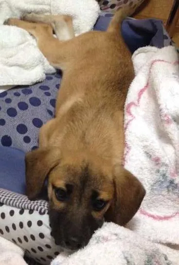 Cachorro raça indefinida idade 2 a 6 meses nome Kika