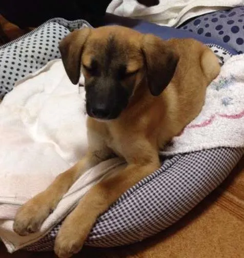 Cachorro raça indefinida idade 2 a 6 meses nome Kika