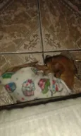 bibi