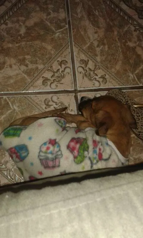 Cachorro raça vira lata idade 2 a 6 meses nome bibi